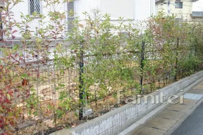 生垣　レッドロビン