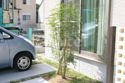 シンボルツリー:シマトネリコ(常緑樹)