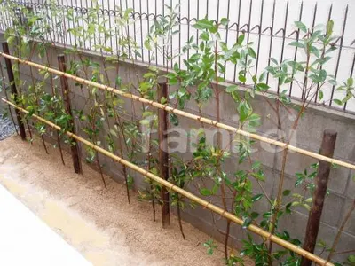 生垣:カナメモチ