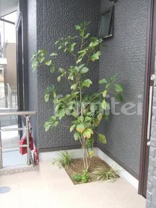 シンボルツリー:かくれみの