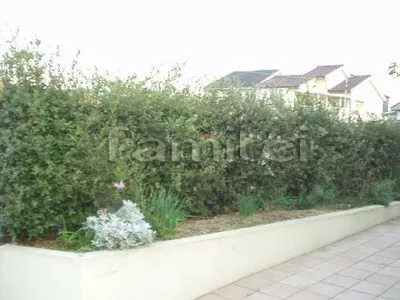 植栽の手入れ前