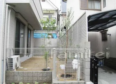 シマトネリコ(常緑樹)、オリーブ(常緑樹)