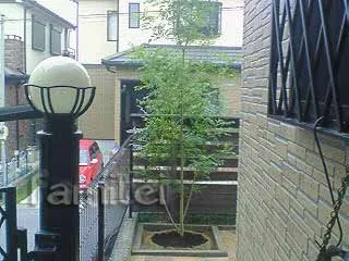 シマトネリコ(常緑樹)