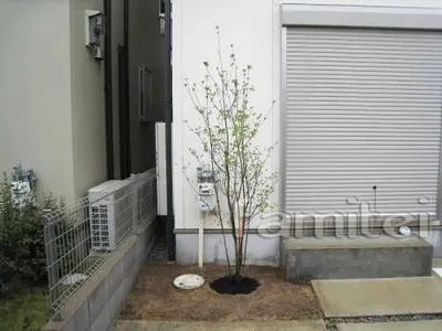 シンボルツリー(エゴノキ)