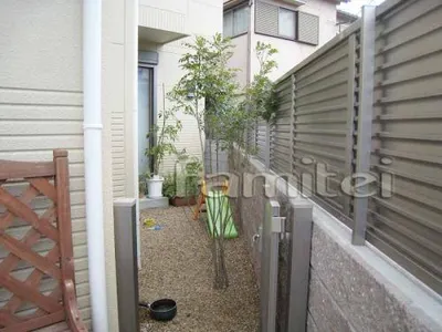 シンボルツリー(シマトネリコ)