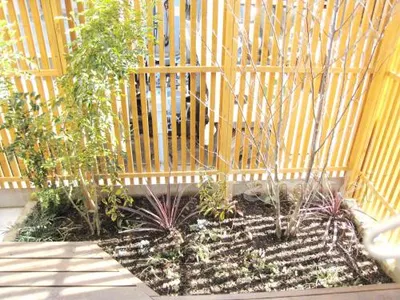 エゴノキ(常緑樹)