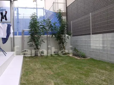 植栽　常緑シマトネリコ　　境界フェンス