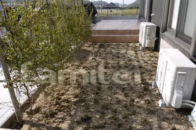 グランドカバー 芝桜