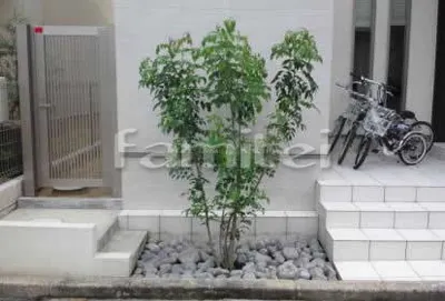 シンボルツリー 植栽シマトネリコ