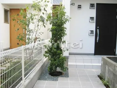 シンボルツリー 植栽 常緑ホンコンエンシス