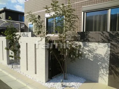 シンボルツリー 植栽 常緑シマトネリコ