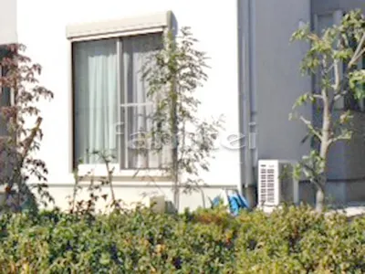 シンボルツリー シマトネリコ 常緑樹 植栽