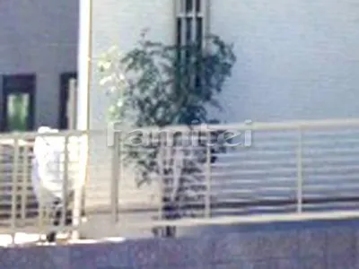 シンボルツリー シマトネリコ 常緑樹 植栽