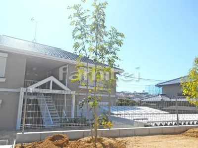 シンボルツリー シマトネリコ 常緑樹 植栽