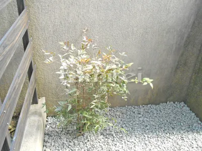 常緑樹 ナンテン 低木 植栽