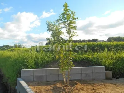 シンボルツリー シマトネリコ 常緑樹 植栽