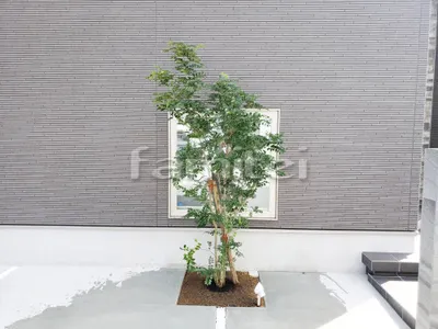 シンボルツリー シマトネリコ 常緑樹 植栽