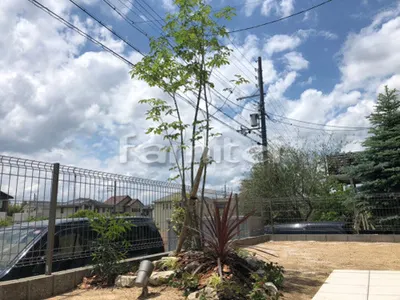 シンボルツリー アオダモ 落葉樹 植栽