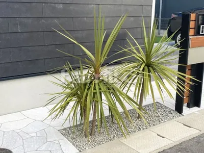 シンボルツリー ドラセナ 植栽 常緑樹