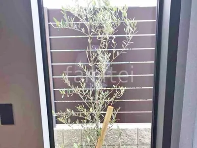 シンボルツリー オリーブ 常緑樹 植栽