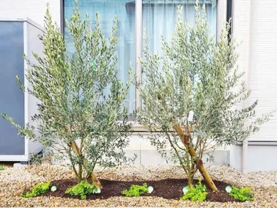 植栽 シンボルツリー オリーブ 常緑樹 植栽 下草 アベリアの外構施工