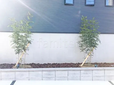 シンボルツリー   シマトネリコ 