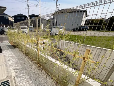 アオダモ 植栽 生垣 シルバープリペット