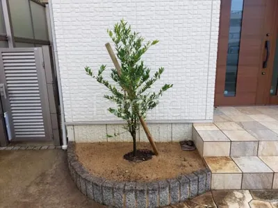 シンボルツリー ナギノキ 植栽