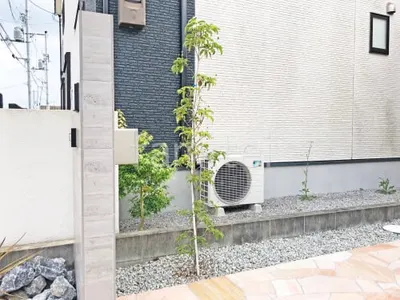 シンボルツリー ホンコンエンシス 常緑樹 植栽