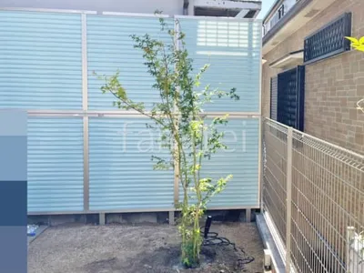 シンボルツリー イロハモミジ 落葉樹 植栽