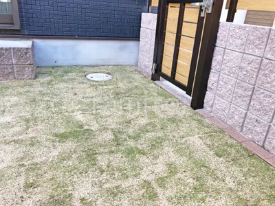 芝生張り 姫高麗芝