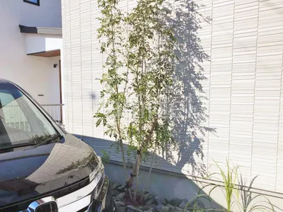 シンボルツリー シマトネリコ