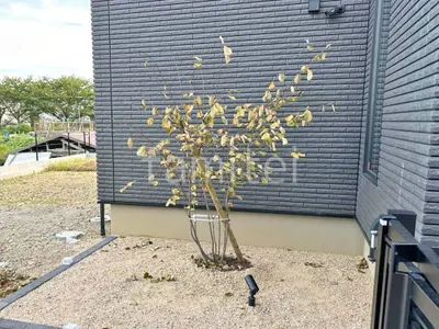 シンボルツリー ジューンベリー