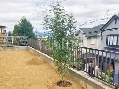 シンボルツリー シマトネリコ