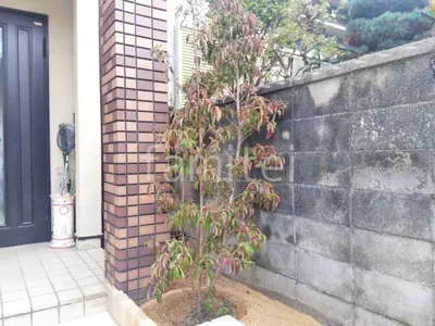 シンボルツリー   ホンコンエンシス 