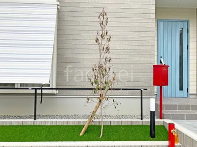 シンボルツリー   ホンコンエンシス 