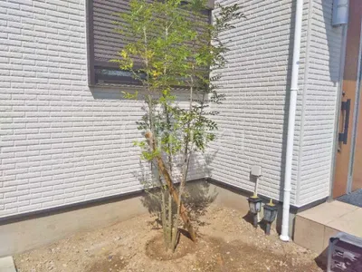 シンボルツリー   シマトネリコ 