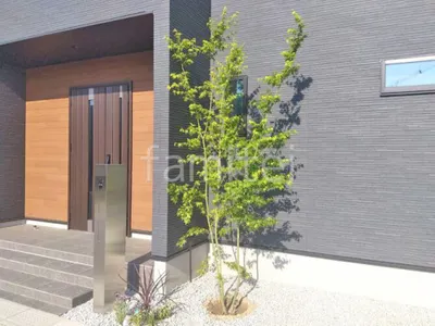 シンボルツリー イロハモミジ 落葉樹 植栽