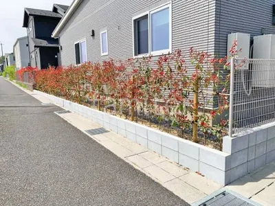 生垣 レッドロビン 植栽