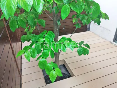 シンボルツリー切り欠き