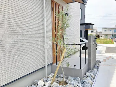 シンボルツリー オリーブ 常緑樹 植栽