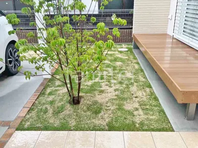 芝生張り シンボルツリー