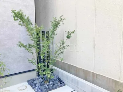 シンボルツリー イロハモミジ 落葉樹 植栽