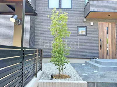 シンボルツリー   ヤマボウシ 