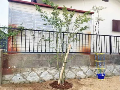 シンボルツリー イロハモミジ 落葉樹 植栽