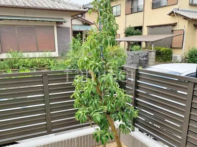 シンボルツリー   ホンコンエンシス 