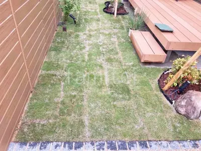 芝生張り 姫高麗芝