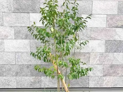 シンボルツリー ソヨゴ 常緑樹 植栽