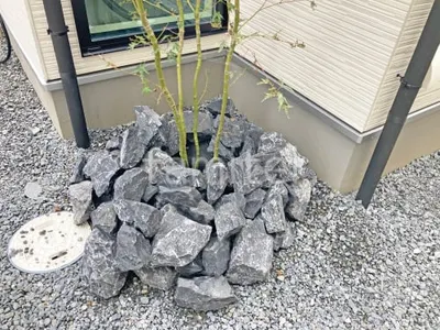 ロックガーデン ユニソン ワズロック アオバ