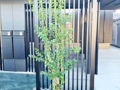 シンボルツリー ソヨゴ 常緑樹 植栽